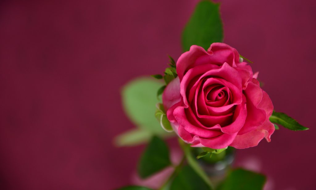 Auguri a Lucia Del Gaudio!
Lucia Del Gaudio, creatrice del gruppo Facebook “Sei di Nocera Inferiore se ricordi…”, festeggia il suo 49° compleanno. La giornata sarà allietata dall’affetto dei suoi cari e degli oltre 4.000 membri del suo vivace gruppo online, molti dei quali hanno contattato il Risorgimento Nocerino per esprimere i loro auguri. A queste dimostrazioni di stima si uniscono le congratulazioni del direttore Gigi Di Mauro e della consorte, Maria Barbagallo.