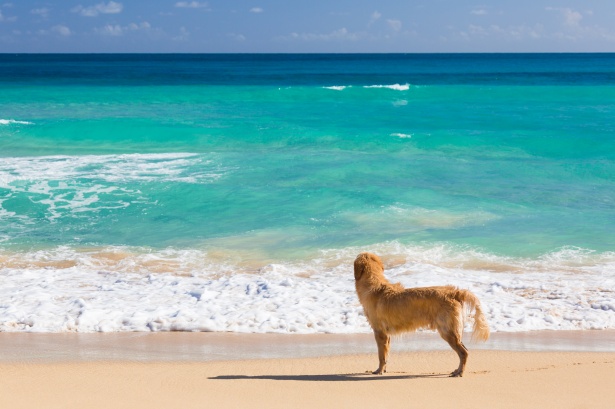 Spiagge di Bacoli accessibili ai cani: nuova ordinanza municipale