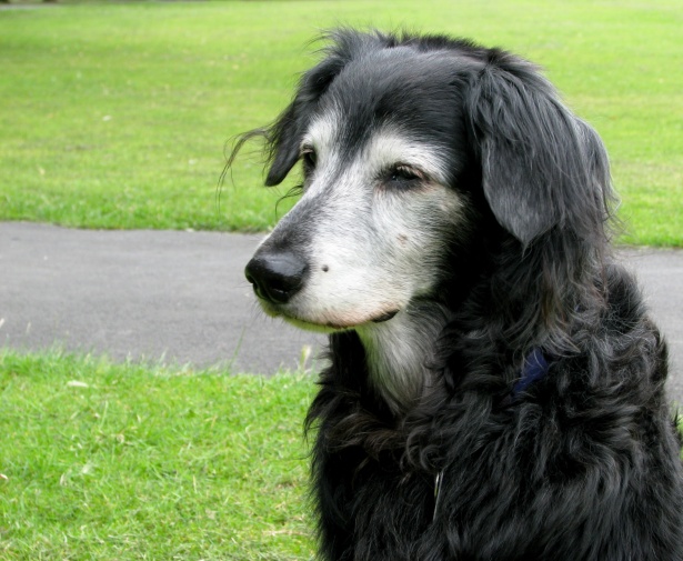 Un’urgenza: dare una casa ai cani adulti