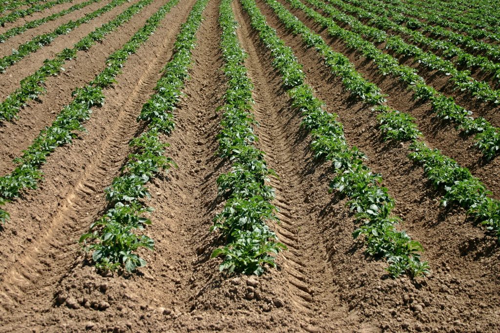 L’Agro Sarnese-Nocerino: Tradizione e Innovazione nell’Agricoltura del Futuro