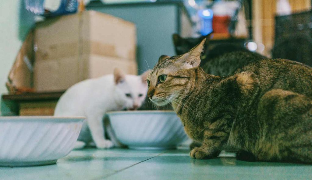 Stai ammazzando cani e gatti in casa tua e non lo sai: butta subito questo cibo in dispensa | Li fai ammalare