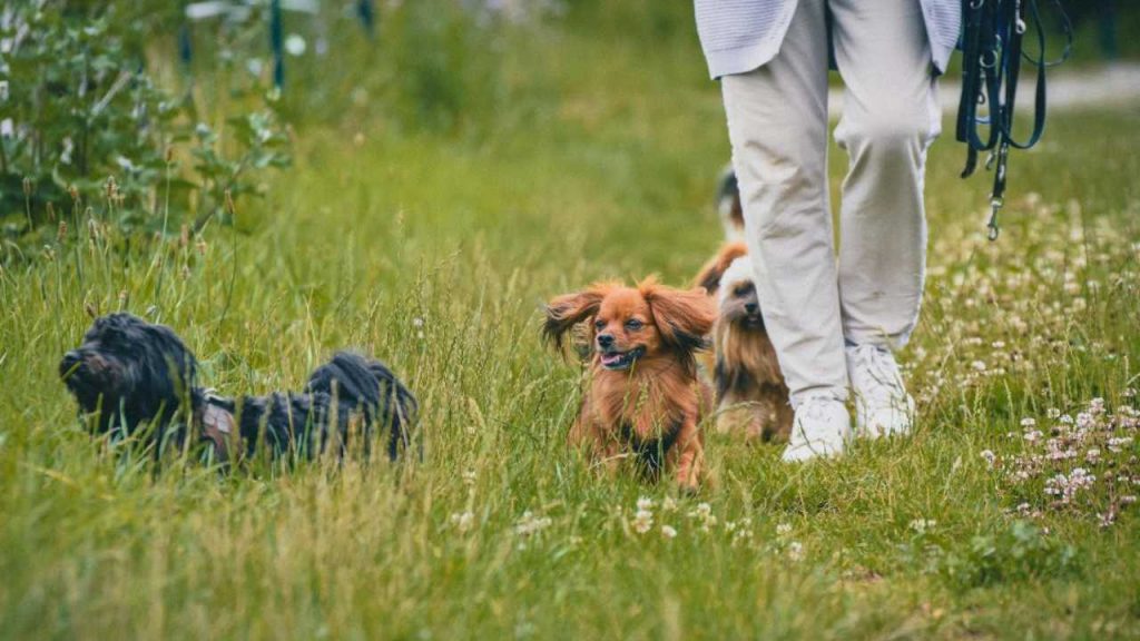 Il coprifuoco canino