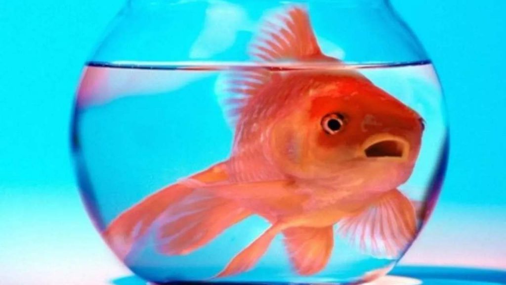 Pesce rosso passione - acquafilia - risorgimentonocerino.it