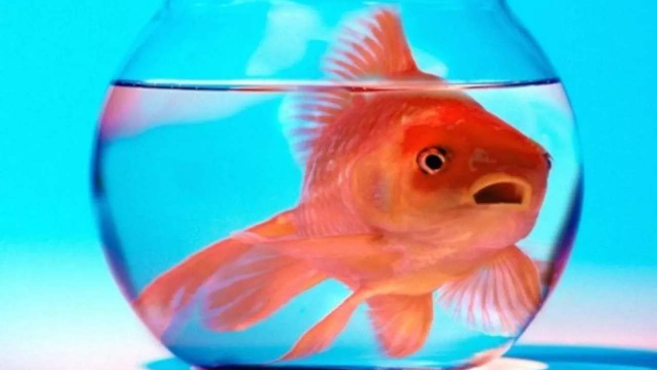 Pesce rosso passione - acquafilia - risorgimentonocerino.it
