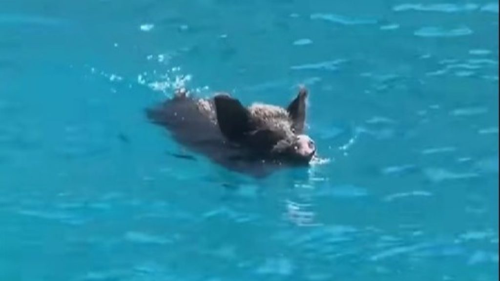 Questo è l’unico mare al mondo in cui non ci sono pesci ma cinghiali | Uno scherzo della natura: li puoi anche pescare