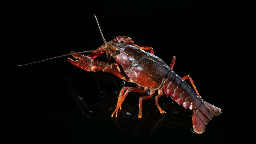 Allerta nelle pescherie di tutta Napoli: “occhio al gambero rosso squartatore” | Primi decessi per sanguinamento