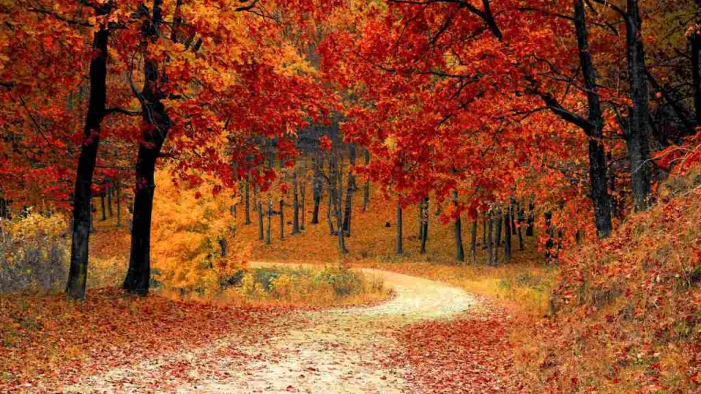Bonus autunno