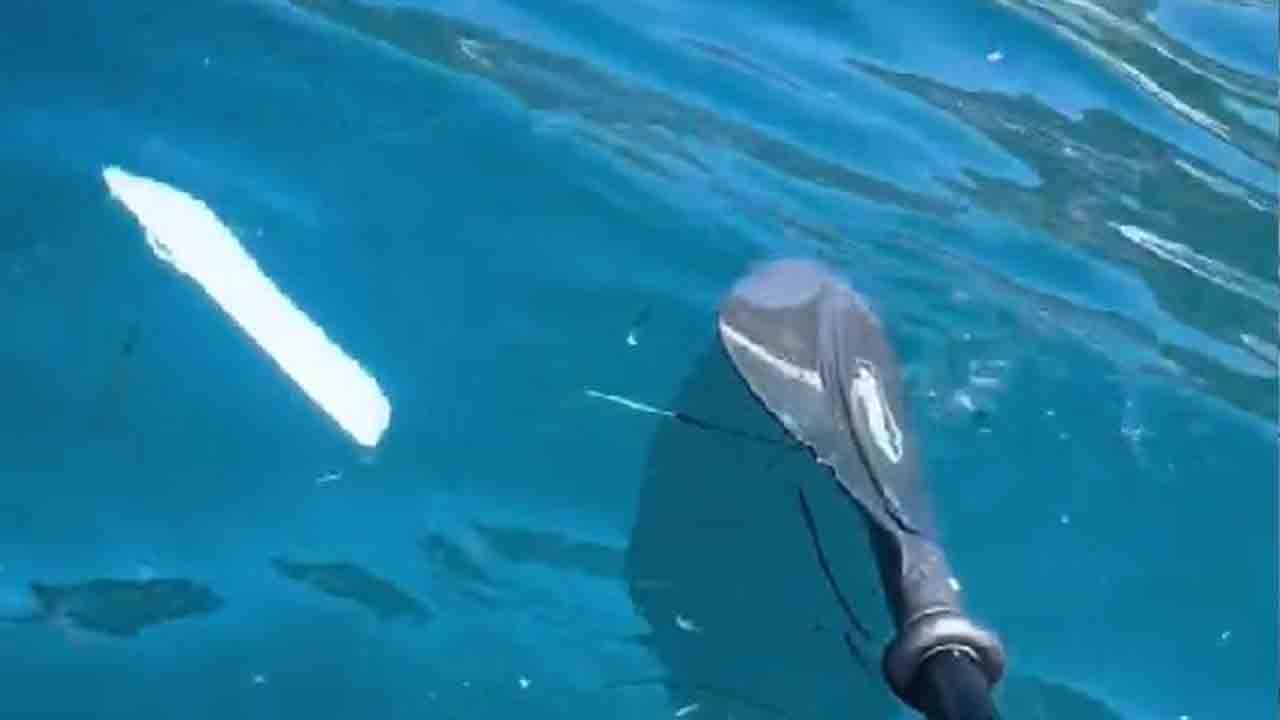 Eletto il mare più brutto d’Italia: qui ci sono più assorbenti galleggianti che pesci | Una vera fogna a cielo aperto