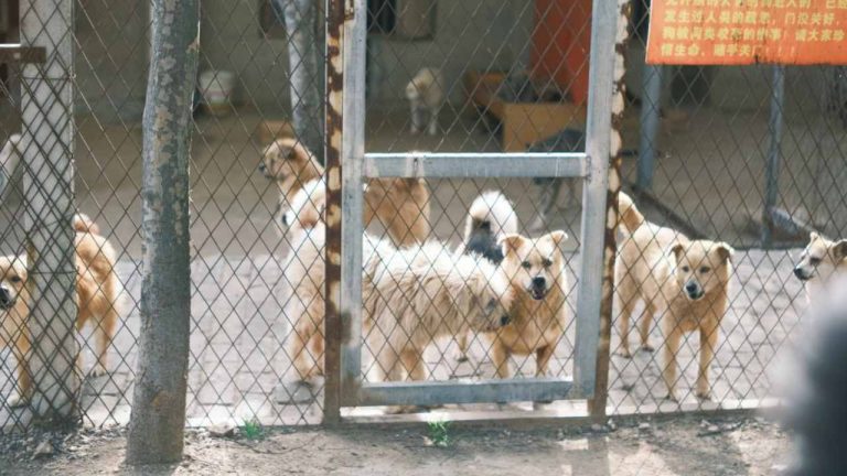 Chi salverà il canile nocerino