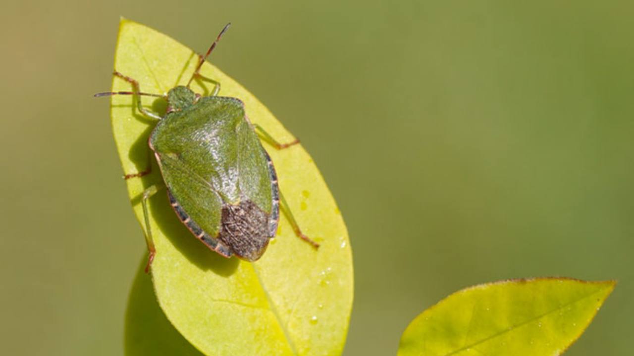 Cimici verdi - zig zag - risorgimentonocerino.it
