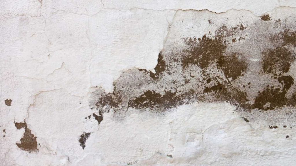 Come eliminare la muffa