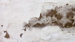 Come eliminare la muffa