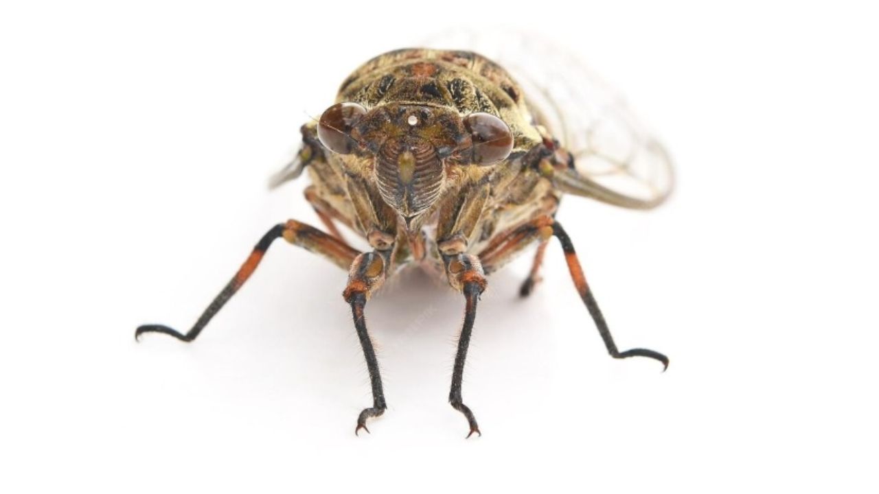 Il moscerino che ti invade la casa