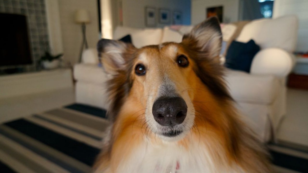 La Legge 104 dei cani