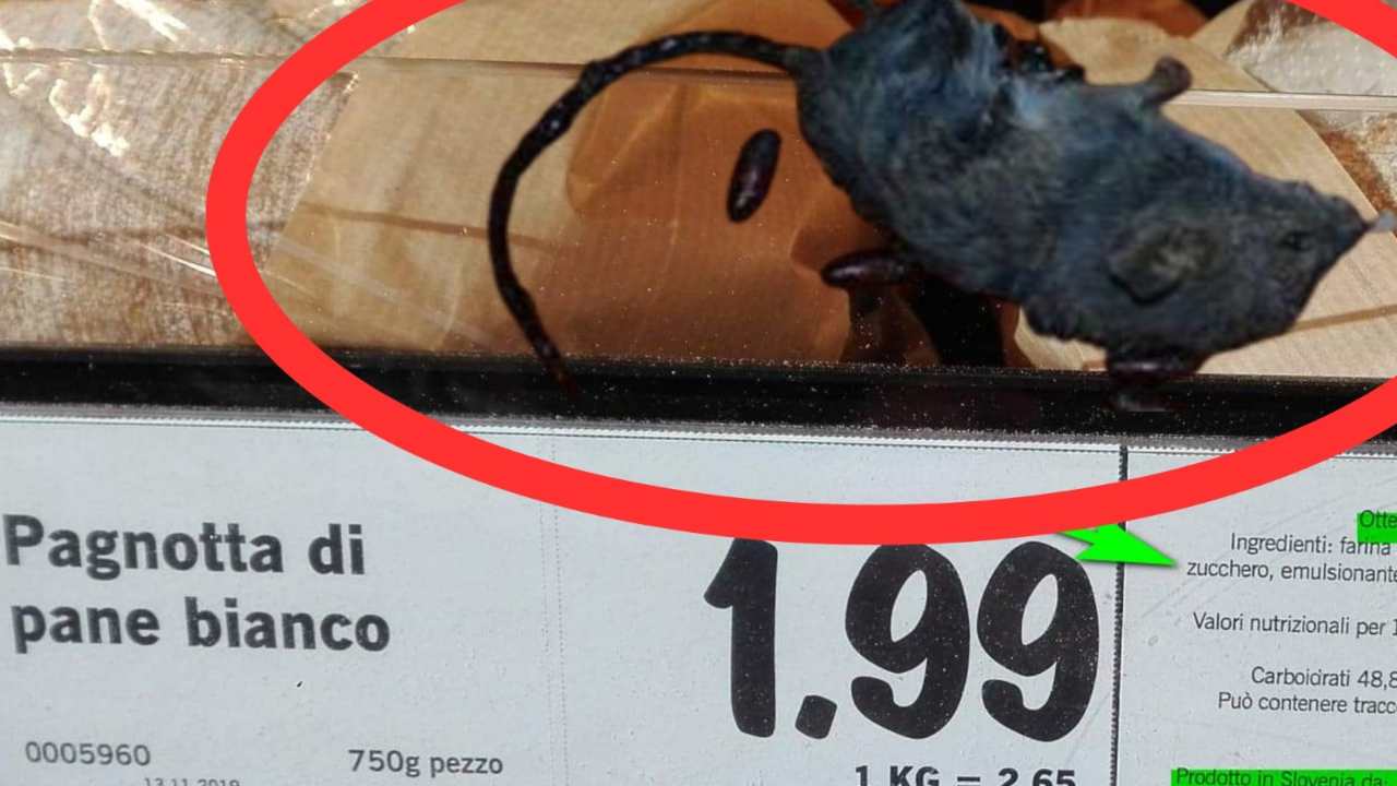 “TOPI MORTI VICINO AL PANE”: chiuso il supermercato italiano più famoso di sempre | La fogna in confronto era più pulita