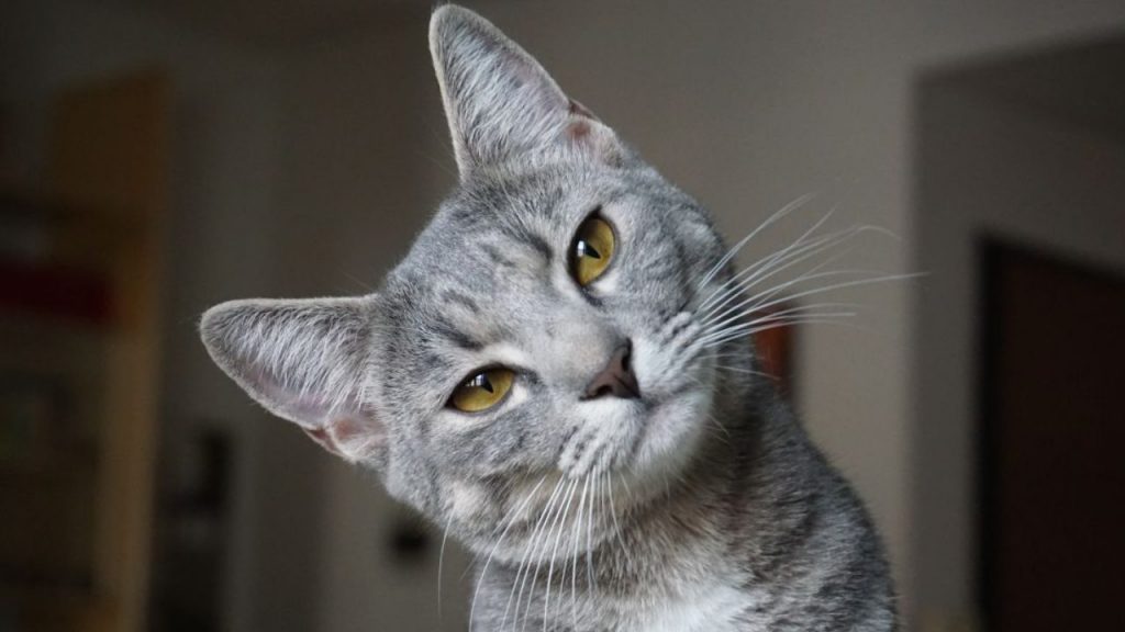 Orrore a Nocera Inferiore: lanciati due gatti fuori dal canile | La videocamera lo incastra