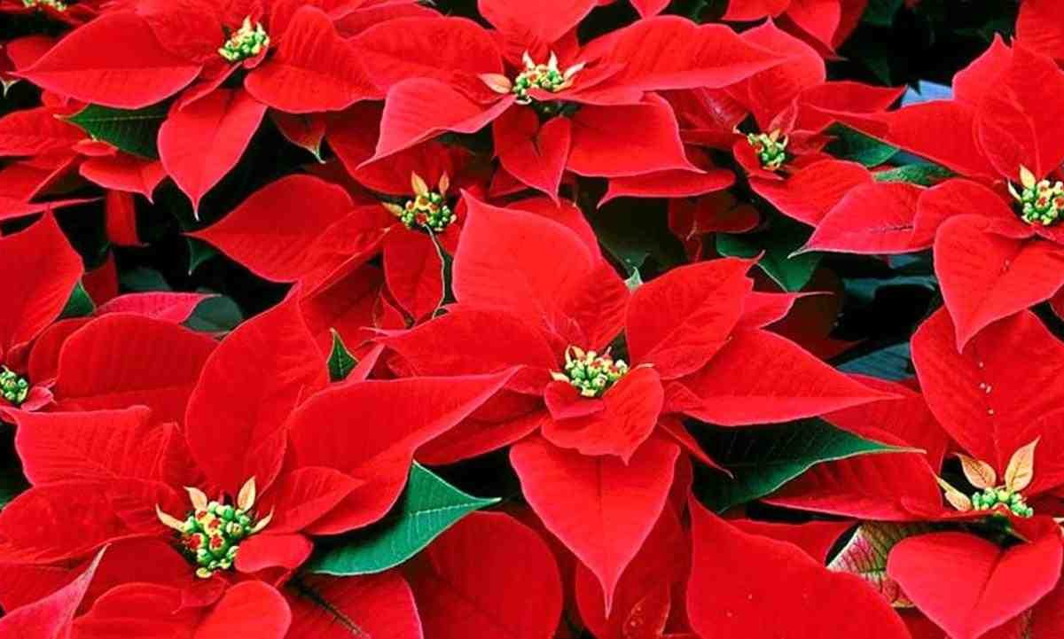 Stella di Natale rigogliosa | Il metodo infallibile per farla durare mesi | Il segreto che pochi conoscono