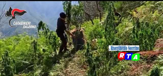 Elicotteri dei carabinieri in azione a S.Egidio del Monte Albino, sequestrate piantagioni di marijuana